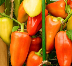 Перец сладкий Веста F1