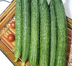 Огурец F1 XXL Русский размер