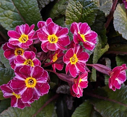 Примула (гибридная) - Дарк Розалин (Люкс)