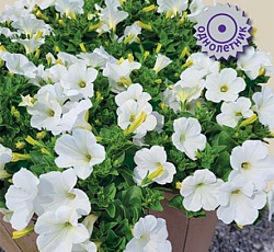 Петуния гибридная Пендолино Вайт