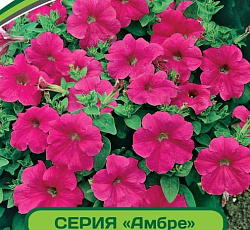 Петуния Амбре Розетта F1 многоцветковая каскадная