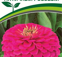 Цинния георгиновидная "Фэнтези" F1 Античный Розовый