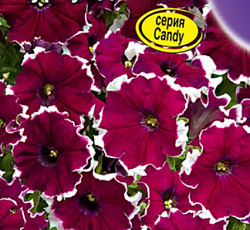 Петуния Пикоти бургунди F1 (многоцветковая)