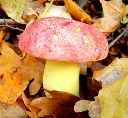 Боровик королевский