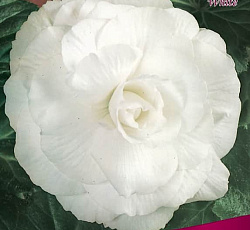 Бегония (махровая) - Вайт