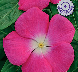 Катарантус Пацифика Маджента Хало