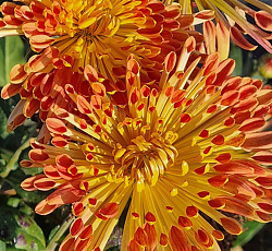 Хризантема (корейская) - Салют