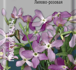 Маттиола двурогая Лилово-розовая