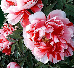 Пион (древовидный) - Ред виз Пинк