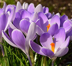 Крокус (крупноцветковый) - Вангард