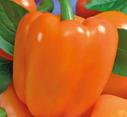 Перец сладкий Джек