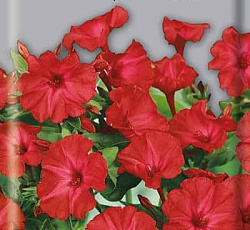 Мирабилис Красный леденец