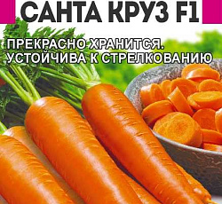 Морковь Санта Круз F1