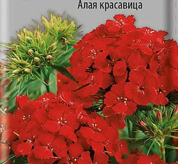 Гвоздика турецкая Алая красавица