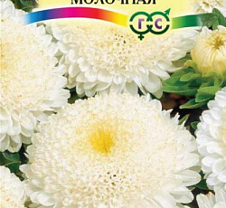 Астра Пампушка Молочная