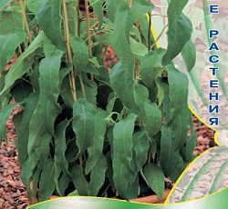 Эвкалипт лимонный Цитрус