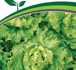 Салат Геркулес (листовой)