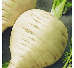 Пастернак Круглый