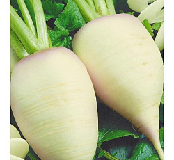 Турнепс Остерзундомский