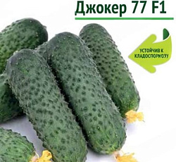 Огурец Джокер 77 F1