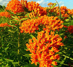 Ваточник Золотинка