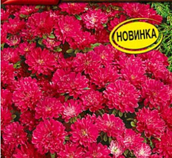 Астра Пиноккио Малиновая