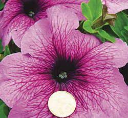 Петуния Русский размер Гулливер F1