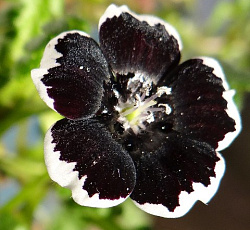 Немофила дисковидная Готика