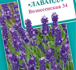 Лаванда узколистная Вознесенская 34