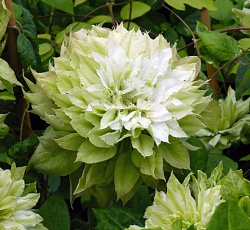 Клематис (крупноцветковый) - Сэн-но-Кадзэ