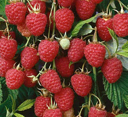 Малина (перспективная) - Крепыш (штамбовый тип)