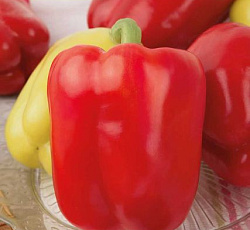 Перец сладкий Атлет F1