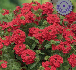 Вербена ампельная Обсешн Каскад Скарлет