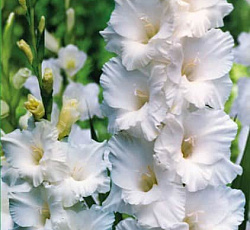 Гладиолус (крупноцветковый) - Бангладеш