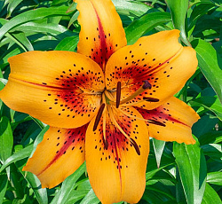 Лилия (ОА-гибрид) - Отель Калифорния