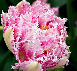 Тюльпан (Бахромчатый) - Кул Кристал