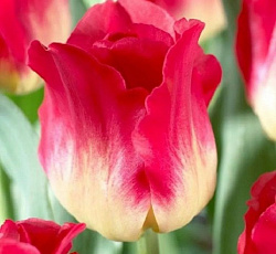 Тюльпан (Триумф) - Матч