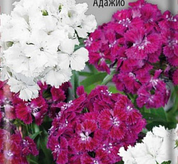 Гвоздика турецкая Адажио