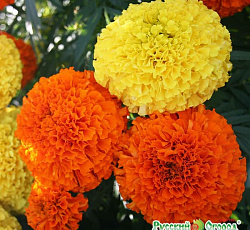 Бархатцы Бриллиант F1 Русский размер