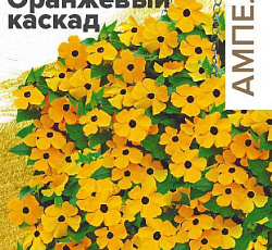 Тунбергия Сюзи Оранжевый каскад