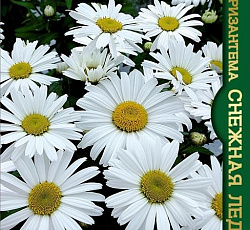 Хризантема Снежная Леди