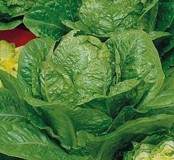 Салат Адамант (кочанный)