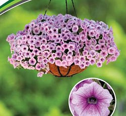 Петуния Шок Вейв Пинк Вайн многоцветковая каскадная