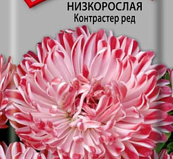 Астра Низкорослая Контрастер Ред