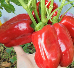 Перец сладкий Гигант красный F1