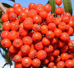 Рябина - Вефед