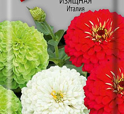 Цинния изящная Италия
