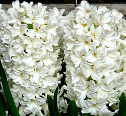Гиацинт (махровый) - Сноу Кристал (Люкс)