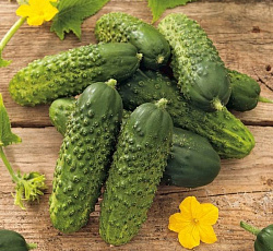 Огурец Капелька