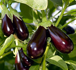 Баклажан Фиолетовое чудо F1